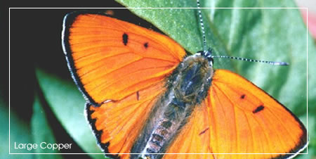 Extinct Irish Butterfly - Large Copper