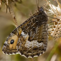 Grayling Butterfly