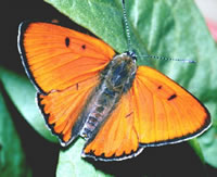 Large Copper Butterfly - Photo Courtesy of Insectcage.net